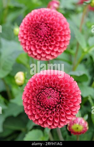 Gebrannter orangener Pompon-Ball Dahlia „Copperboy“ in Blume. Stockfoto