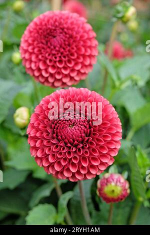 Gebrannter orangener Pompon-Ball Dahlia „Copperboy“ in Blume. Stockfoto