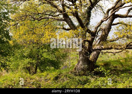 Sessile Eiche (Quercus petraea), alter mehrstämmiger Baum, der im Frühjahr auf einem Hügel wächst. Powys, Wales. Mai. Stockfoto