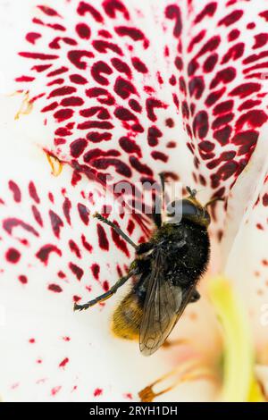 Narcissus Bulb Fly (Merodon equestris) in einer Blume des Rhododendrons „Prinses Maxima“ in einem Garten. Powys, Wales. Mai. Stockfoto