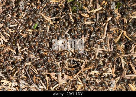 Haarige Holzarbeiter der Ant (Formica lugubris) auf der Nestoberfläche. Shropshire. England. Mai. Stockfoto