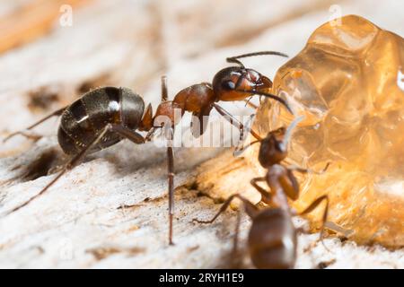 Hair Wood Ant (Formica lugubris) Arbeiter, die sich am Köder ernähren. Shropshire. England. Mai. Stockfoto