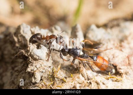 Hairy Wood Ant (Formica lugubris) Arbeiter schleppt eine geplünderte tote Ichneumon Wespe zurück zum Nest. Shropshire. England. Mai. Stockfoto