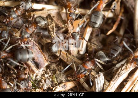 Haarige Holzarbeiter der Ant (Formica lugubris) auf der Nestoberfläche. Shropshire. England. Mai. Stockfoto