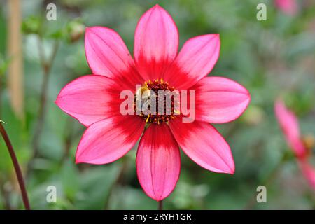 Eine Hummel auf der rot-rosa Dahlie „Lou Farman“ in Blume. Stockfoto