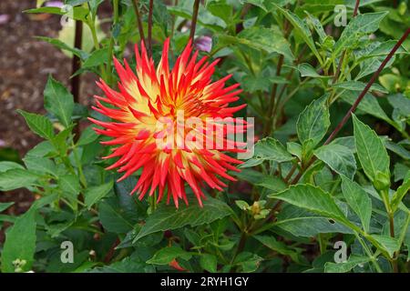 Dahlie 'Kenora Sunset' Stockfoto