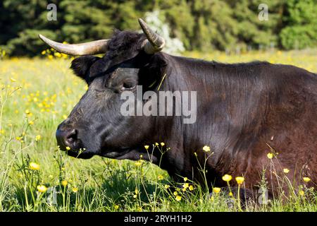 Waliser Schwarze Kuh mit Hörnern. Auf einem Bio-Bauernhof, Powys, Wales. Mai. Stockfoto