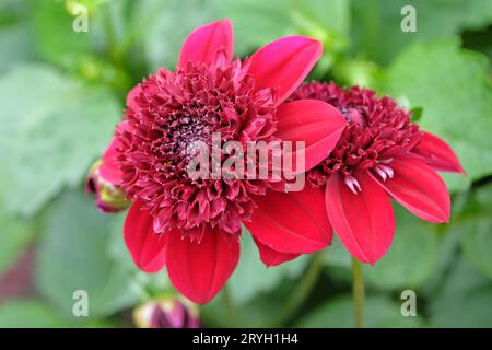 Leuchtend rote Anemone Dahlia Rosie Raven in Blume. Stockfoto