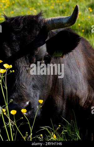 Waliser Schwarze Kuh mit Hörnern. Auf einem Bio-Bauernhof, Powys, Wales. Mai. Stockfoto