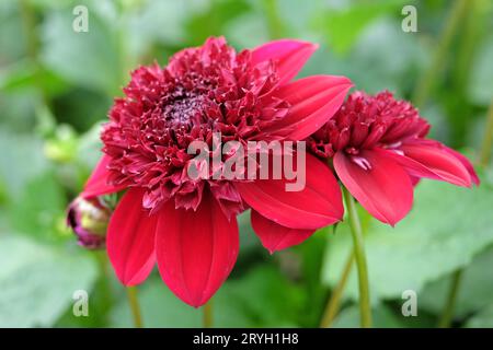 Leuchtend rote Anemone Dahlia Rosie Raven in Blume. Stockfoto