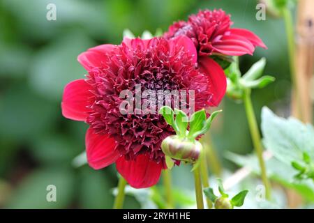 Leuchtend rote Anemone Dahlia Rosie Raven in Blume. Stockfoto