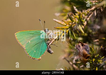 Grüner Schmetterling (Callophrys rubi) auf Ginster (Ulex gallii). Powys, Wales. Mai. Stockfoto