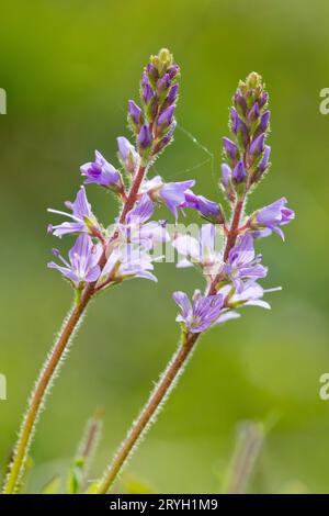 Heide Speedwell (Veronica officinalis) blühend im Grasland. Powys, Wales. Mai. Stockfoto