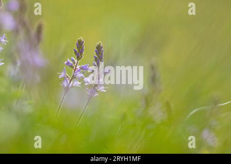 Heide Speedwell (Veronica officinalis) blühend im Grasland. Powys, Wales. Mai. Stockfoto