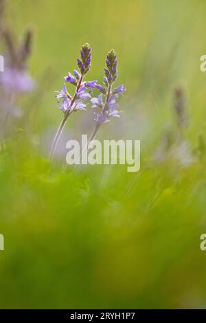 Heide Speedwell (Veronica officinalis) blühend im Grasland. Powys, Wales. Mai. Stockfoto