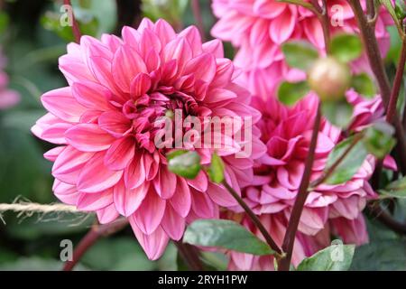 Lilafarbene dekorative Dahlie „Molly Raven“ in Blume. Stockfoto