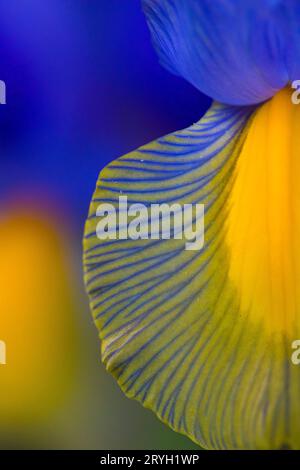 Nahaufnahme blühender Iris reticulata-Blüten im Garten. Powys, Wales. Mai. Stockfoto