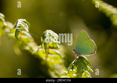 Grüner Schmetterlingsfalter (Callophrys rubi), der auf einer Bracken-Pteridium-Frond thront. Powys, Wales. Juni. Stockfoto