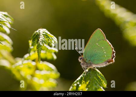 Grüner Schmetterlingsfalter (Callophrys rubi), der auf einer Bracken-Pteridium-Frond thront. Powys, Wales. Juni. Stockfoto