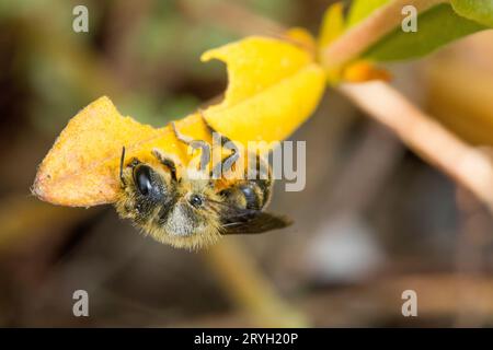 Die orange-belüftete Mason Bee (Osmia leaiana), eine Frau, die Krautblätter sammelt, um ihre Nestzellen zu bilden. Powys, Wales. Juni. Stockfoto