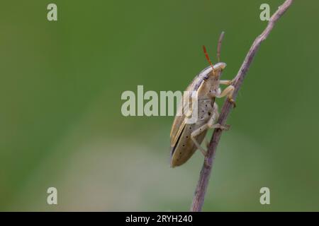 Bishop's Mitre Shieldbug (Aelia acuminata) auf einem Grasstamm. Powys, Wales. Juni. Stockfoto