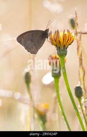 Wiesenbrauner Schmetterling (Maniola jurtina), der auf einer Hawkbit-Blume auf einer Wiese thront. Powys, Wales. Juni. Stockfoto