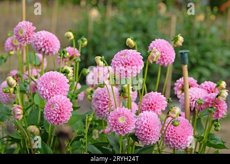 Zart rosa Pompon Ball Dahlia „Eye Candy“ in Blume. Stockfoto