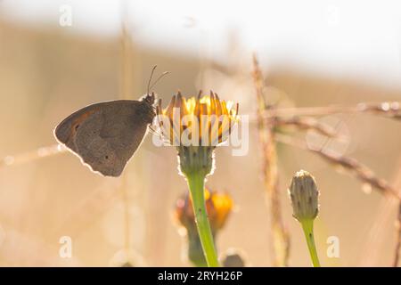 Wiesenbrauner Schmetterling (Maniola jurtina), der auf einer Hawkbit-Blume auf einer Wiese thront. Powys, Wales. Juni. Stockfoto