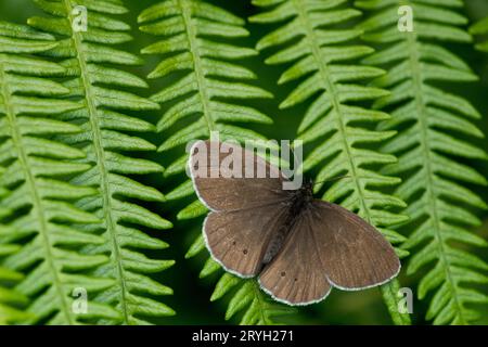 Ringelblattfalter (Aphantopus hyperantus), der sich auf einer Brackenkeule sonnt. Powys, Wales. Juni. Stockfoto