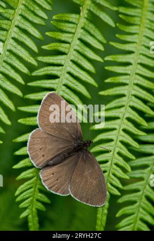 Ringelblattfalter (Aphantopus hyperantus), der sich auf einer Brackenkeule sonnt. Powys, Wales. Juni. Stockfoto