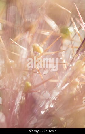 Regentropfen auf einem Samenkopf von Tumbleweed Onion (Allium schubertii) in einem Garten. Powys, Wales. Juli. Stockfoto