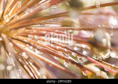 Regentropfen auf einem Samenkopf von Tumbleweed Onion (Allium schubertii) in einem Garten. Powys, Wales. Juli. Stockfoto