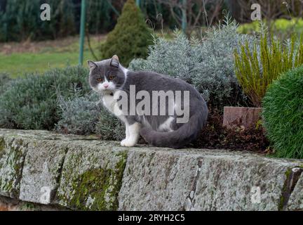 Wunderschöne blaue weiße britische Kurzhaarkatze im Garten. Stockfoto