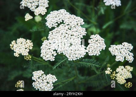 Rosa Schafgarbe blüht, Achillea Millefolium Pflanzen im Feld Stockfoto