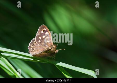 Gesprenkelter Holzfalter (Pararge aegeria), der sich auf einer Grasklinge im Wald sonnt. Ceredigion, Wales. Juli. Stockfoto