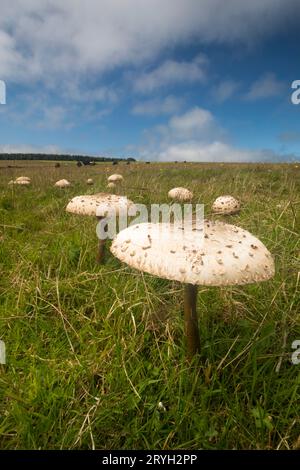 Parasol-Pilz (Macrolepiota procera) Fruchtkörper im Grünland auf einem Bio-Bauernhof. Powys, Wales. Juli. Stockfoto