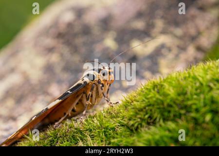 Jersey Tigermotte, Euplagia quadripunctaria, ruht auf moosbedecktem Baumzweig Stockfoto