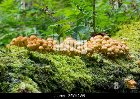 Schwefeltuftpilzmasse (Hypholoma fasciculare) von Fruchtkörpern, die am Stamm einer umgestürzten Eiche wachsen. Powys, Wales. August. Stockfoto