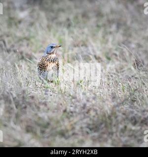 Fieldfare (Turdus pilaris) in einem Biotop auf einer Wiese Stockfoto