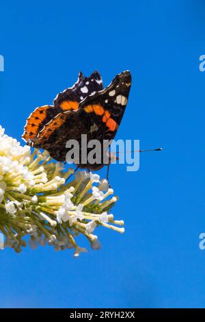 Der rote Admiral-Schmetterling (Vanessa atalanta) ernährt sich von Buddleia „Weißer Überfluss“ in einem Garten. Powys, Waales. August. Stockfoto