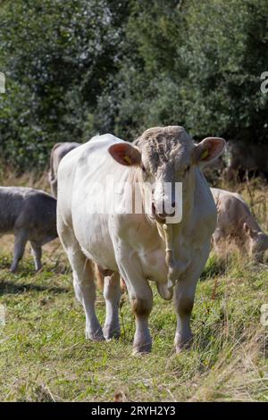 Charolais-Bulle mit Rindern auf einem Bio-Bauernhof. Powys, Wales. August. Stockfoto