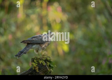 Sparrowhawk, Accipiter nisus, Fütterung in einer Waldlichtung, Cumbria im Herbst Stockfoto