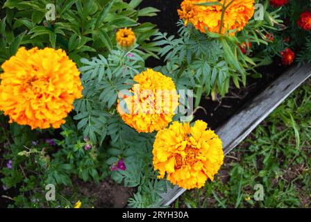 Marigolds, Tagetes erecta Blumen im Herbstgarten Stockfoto