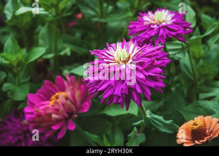 Zinnia Blumen blühen draußen, Garten Zinnien im Herbst Stockfoto