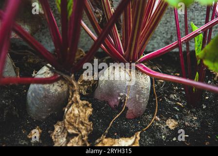 Rote Bete wächst im Herbst im Bio-Gemüsegarten Stockfoto