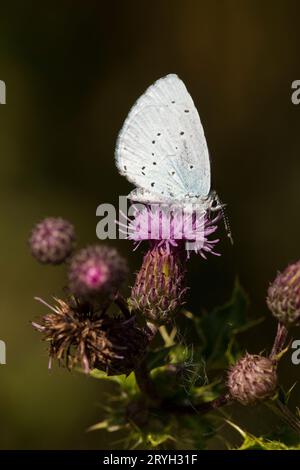 Holly Blue Butterfly (Celastrina argiolus), der sich von einer Distelblüte ernährt. Powys, Wales. August. Stockfoto