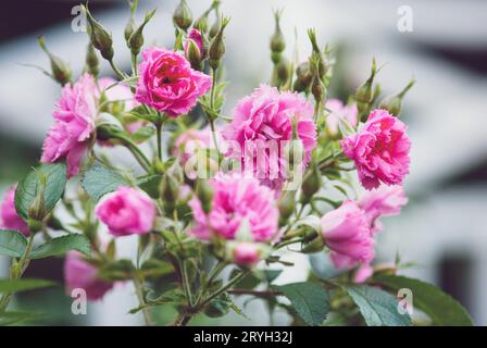 Rosa-Grootendorst-Hybrid-Rugosa-Rose blüht im Sommergarten Stockfoto