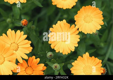 Calendula officinalis Blumen im Kräutergarten, Blick auf die Ringelblume Stockfoto