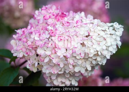 Hortensien paniculata Vanille Fraise Stockfoto