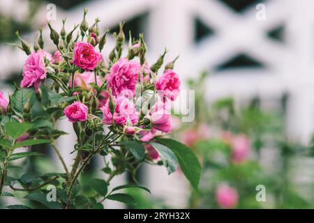 Rosa-Grootendorst-Hybrid-Rugosa-Rose blüht im Sommergarten Stockfoto